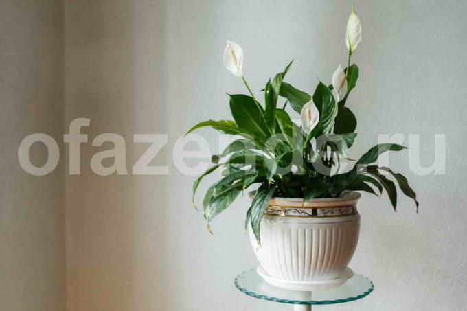 Piękne Houseplant Spathiphyllum (żeński szczęście)