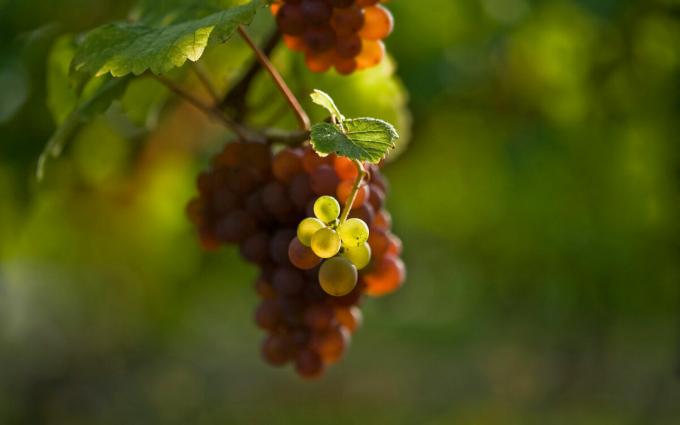 Jakie są 3 główne zasady trzeba wykonać, gdy winogrona sadzenia na wiosnę, aby nadal otrzymywać duże plony