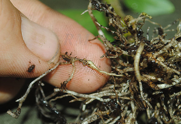 Zapobiega powstawaniu nicieni root-knot w następnym sezonie