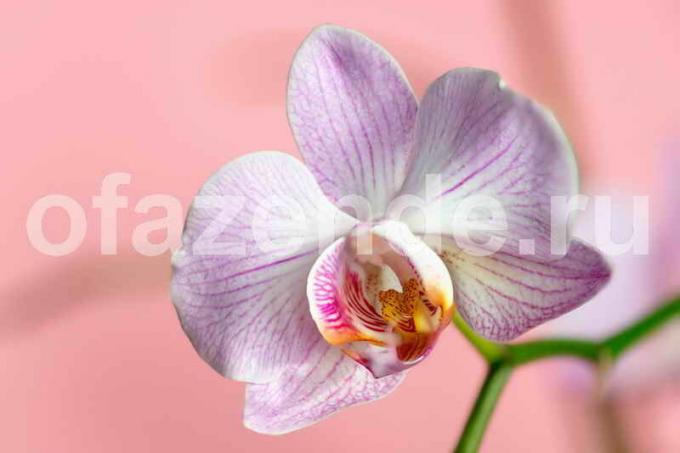 kwiat orchidei. Ilustracja do artykułu służy do standardowej licencji © ofazende.ru