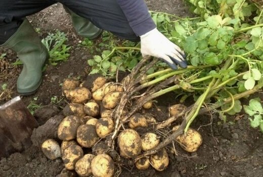 Jak rozwijać wczesne ziemniaki