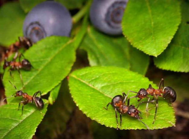 Inwazja mrówek. Ilustracja do artykułu służy do standardowej licencji © ofazende.ru