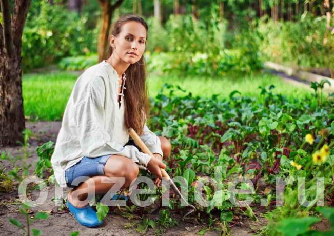 Ogród warzywny dla leniwych ludzi z rękami Porady ogrodników