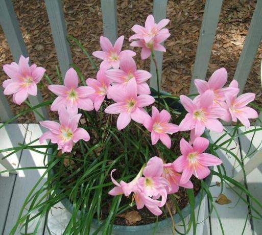 Uprawiamy Zephyranthes (Upstart) w domu