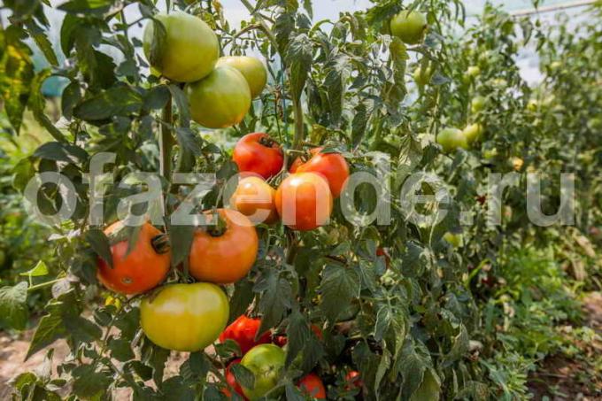 Główne wskazówki dotyczące uprawy pomidorów