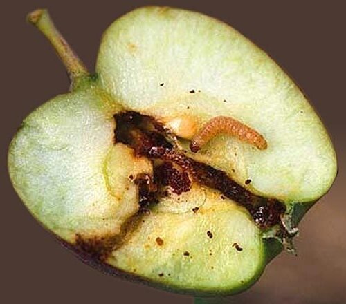 Skuteczny sposób na zwalczanie jabłkóweczka bez użycia środków chemicznych