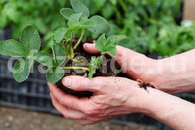 Uprawa truskawek. Ilustracja do artykułu stosuje się do standardowego licencja © delniesoveti.ru