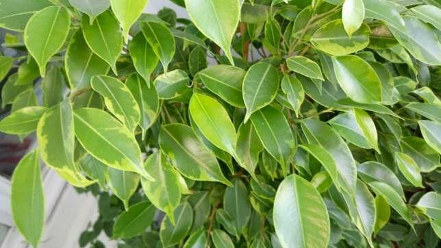 Co chce Ficus benjamina? 5 prostych wskazówek dla zdrowego wzrostu