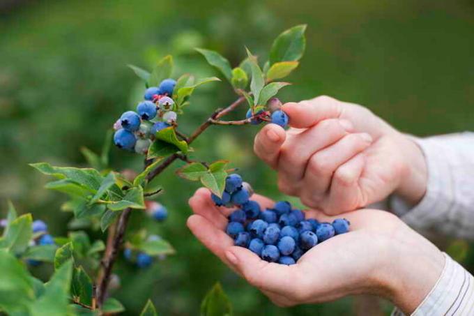 Blueberry żniwa. Ilustracja do artykułu służy do standardowej licencji © ofazende.ru
