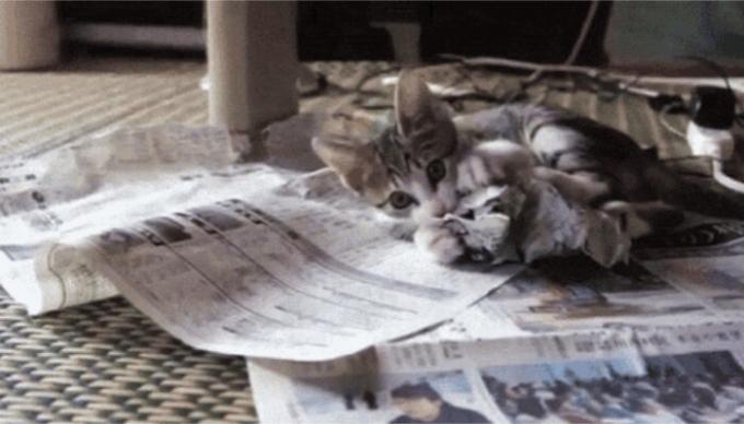 Kot będzie na wszystko, co oferujesz. / Zdjęcie: pikabu.ru