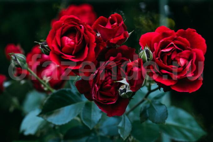 Uprawa róż. Ilustracja do artykułu służy do standardowej licencji © ofazende.ru