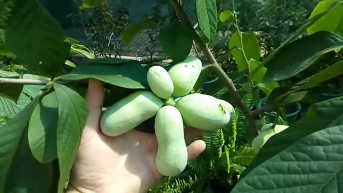 Pawpaw - „Banana Drzewo”, pyszne owoce, które chronią przed rakiem. Uprawa i pielęgnacja