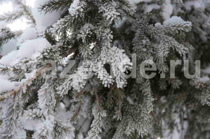 Przygotowanie drzew iglastych na zimę. Ilustracja do artykułu służy do standardowej licencji © ofazende.ru