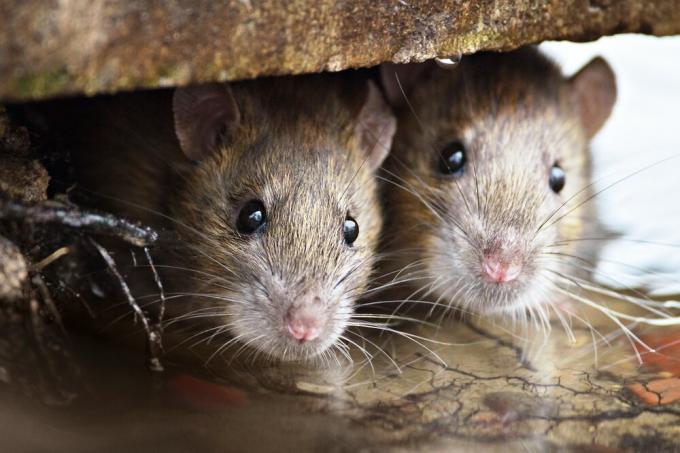 Co izolacji myszy nie gryzie? Wyniki eksperymentu.