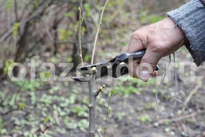 Szczepienie jabłonie. Ilustracja do artykułu służy do standardowej licencji © ofazende.ru