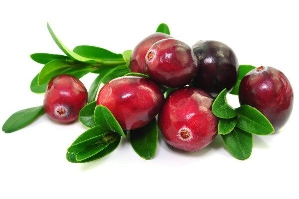 Cranberry jest przydatna i dlaczego jej silny popyt w Ameryce