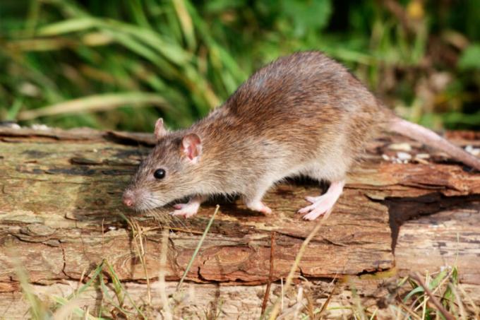 Myszy dostarczyć wiele kłopotów z jego pojawieniem się w ludzkich osiedli. Ilustracja do artykułu służy do standardowej licencji © ofazende.com