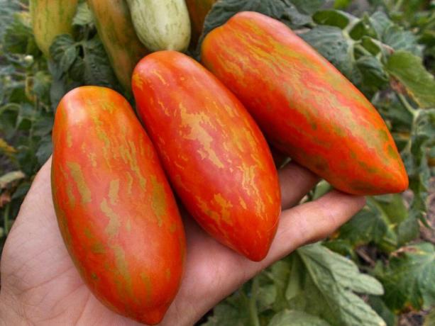 Trzy odmiany wczesnych pomidorów, które z pewnością zaskoczy Cię swoją wyjątkowość i produktywności (część 4)