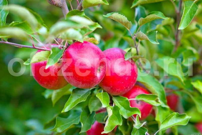 Jabłka na młodej jabłoni. Ilustracja do artykułu służy do standardowej licencji © ofazende.ru