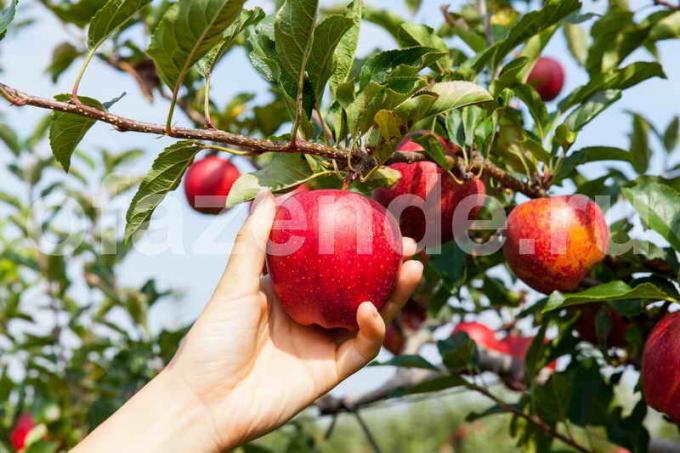 Rosnące jabłonie. Ilustracja do artykułu służy do standardowej licencji © ofazende.ru