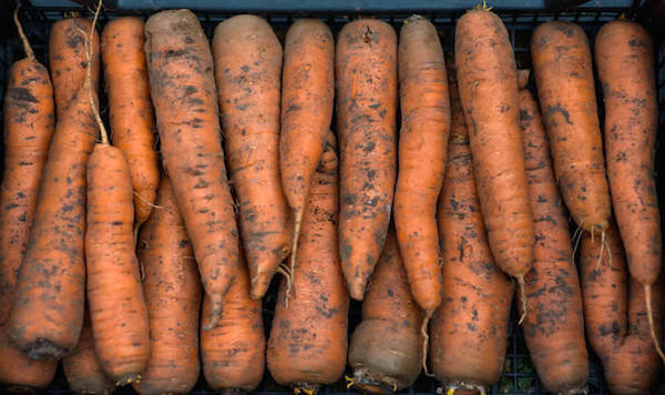 5 błędów przy zapisywaniu marchewki: jak nie stracić zbiorów
