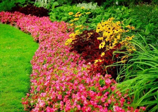 Byliny - kwiaty na każdą porę roku: Tips ogrodnicy