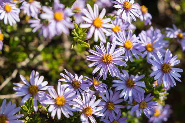 Niebieskie kwiatostany (zdjęcie wykorzystane w ramach standardowej licencji © ofazende.ru)