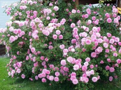 Wybór róże kanadyjski podczas kwitnienia