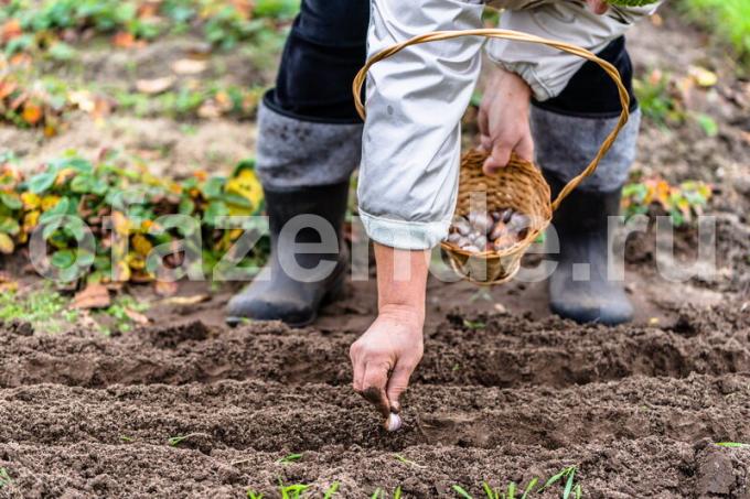 Prace przy sadzeniu roślin warzywnych. Ilustracja do artykułu służy do standardowej licencji © ofazende.ru