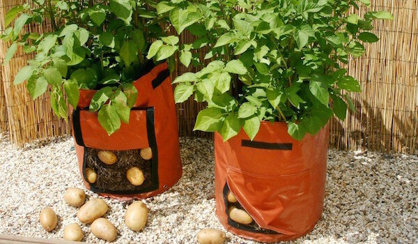 Sadzenia ziemniaków w workach: nowa technologia lub stratą czasu?