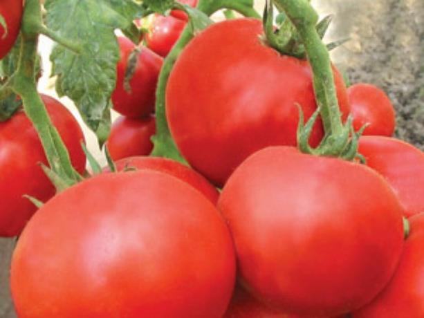 Większość wczesne odmiany pomidorów: Rodzaje i opisy