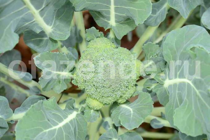 Rosnące brokuły. Ilustracja do artykułu służy do standardowej licencji © ofazende.ru