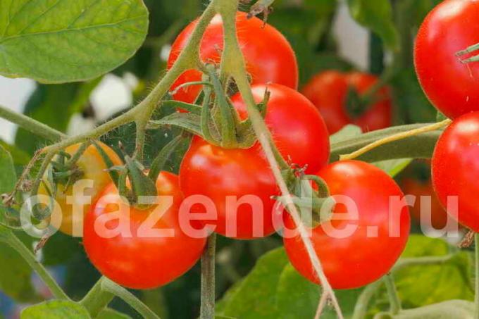 Pomidory na oddział. Ilustracja do artykułu służy do standardowej licencji © ofazende.ru