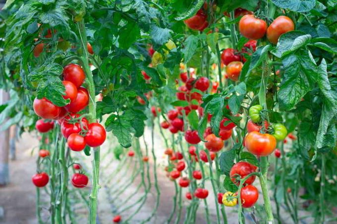 Dojrzałe pomidory. Ilustracja do artykułu służy do standardowej licencji © ofazende.ru
