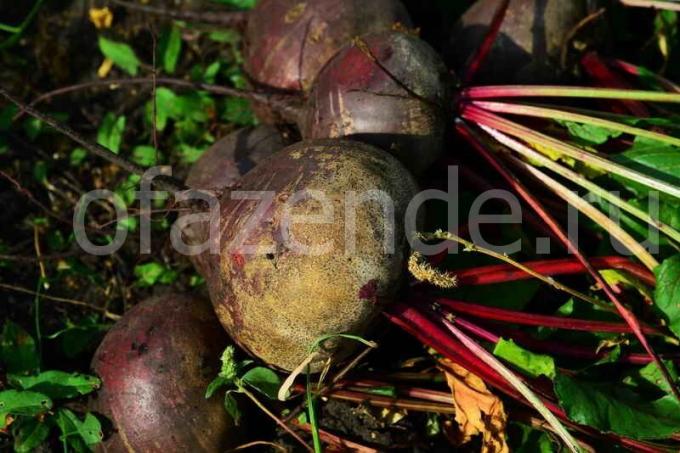 Gotowanie barszcz opatrunek na zimę