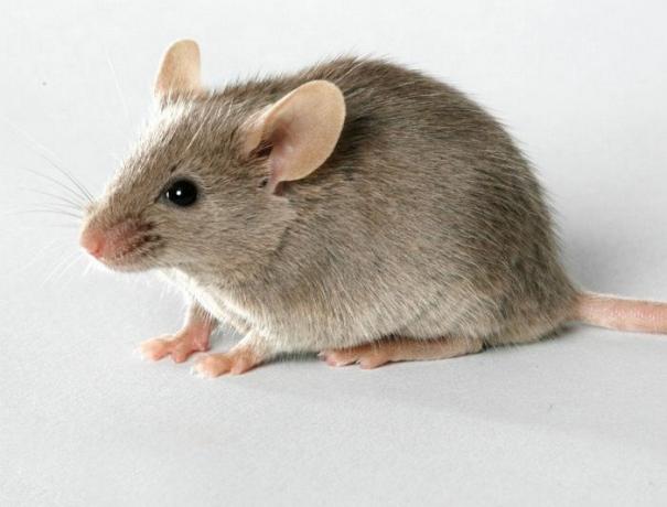Nieoczekiwany i skuteczny sposób pozbyć się myszy w domu