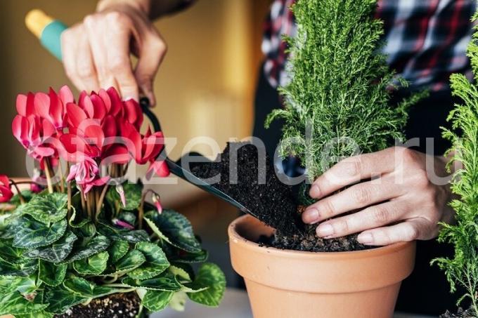 Jak dbać o rośliny. Ilustracja do artykułu służy do standardowej licencji © ofazende.ru