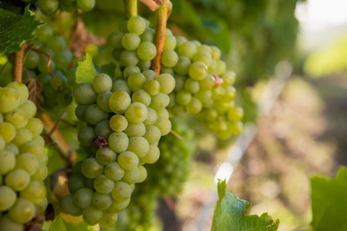 Przyspieszenie dojrzewania winorośli i winogron