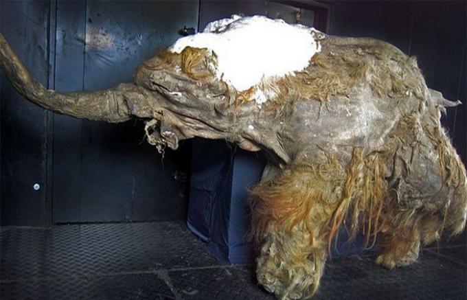 Mumia mamuta.