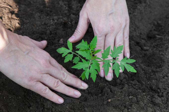 Sadzenie rozsady pomidorów w ziemi. Ilustracja do artykułu służy do standardowej licencji © ofazende.ru