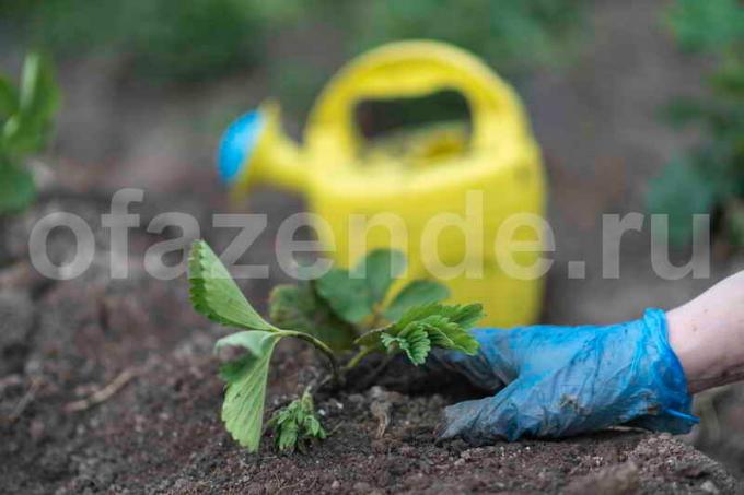Uprawa truskawek. Ilustracja do artykułu służy do standardowej licencji © ofazende.ru