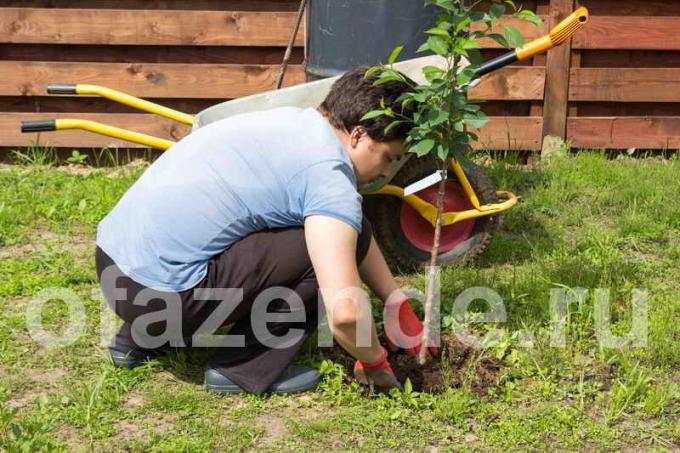 Sadząc wiosna sadzonka może być narażona na działanie mrozu zwrotnych. Ilustracja do artykułu służy do standardowej licencji © ofazende.ru