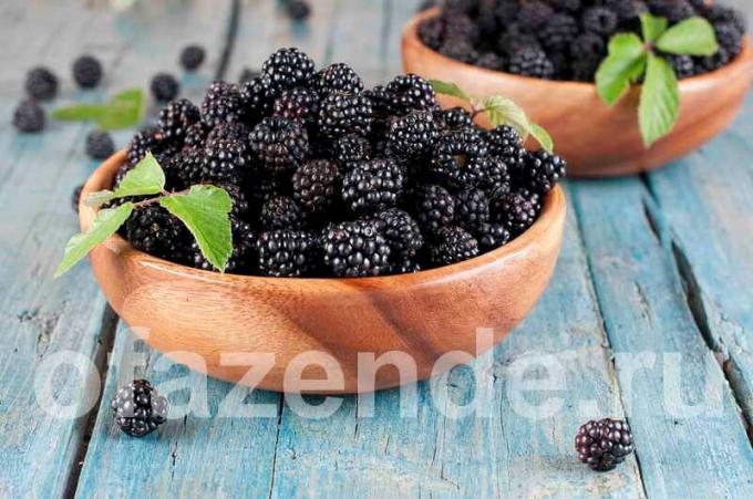 Blackberry dla ogrodu: rodzaje, opis i uprawa