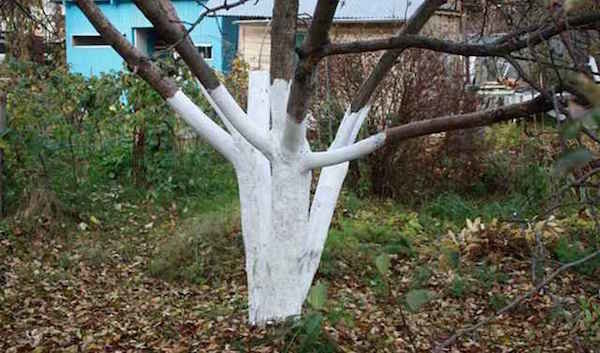 Procedura, która pomaga drzew owocowych łatwiej przetrwać zimę