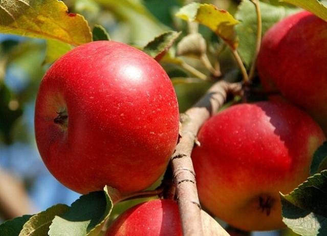 Rosnące jabłka. Ilustracja do artykułu służy do standardowej licencji © ofazende.ru