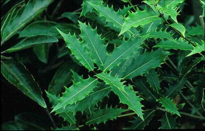 Ciężko ciemnozielone błyszczące wydłużone ostro ząbkowane liście