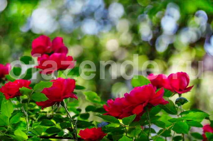 Bush kwitnące róże. Ilustracja do artykułu służy do standardowej licencji © ofazende.ru