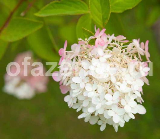 Hydrangea paniculata. Ilustracja do artykułu służy do standardowej licencji © ofazende.ru