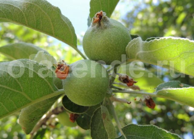 Jajnika jabłka na gałęzi. Ilustracja do artykułu służy do standardowej licencji © ofazende.ru