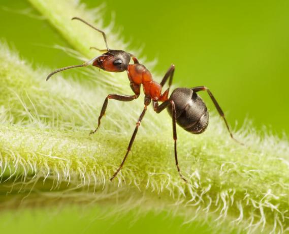 Ogród mrówki i mszyce: w jaki sposób odnoszą się one i jak się ich pozbyć